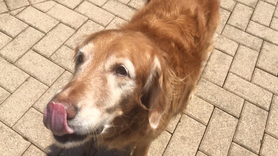 dog